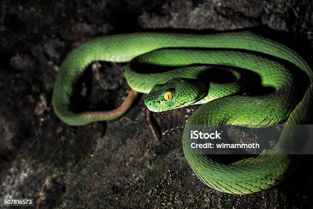 Green Tree Python Stock Photo - Download Image Now - Aggression, Animal, Animal Scale