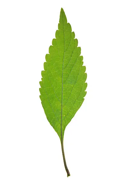 Green leaf of Crested late-summer mint isolated on white