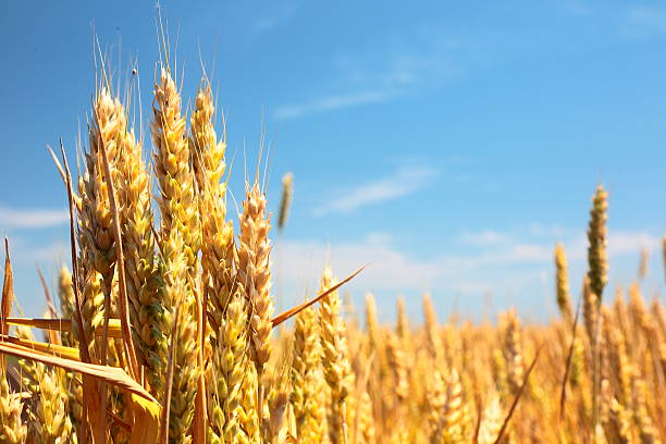 istock Wheat field and blue sky 507817661