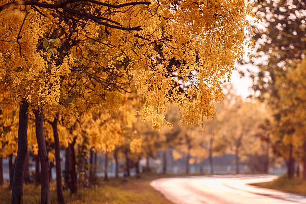 Beautiful Golden Shower Tree Under Blue Sky, Chiang Mai, Thailand