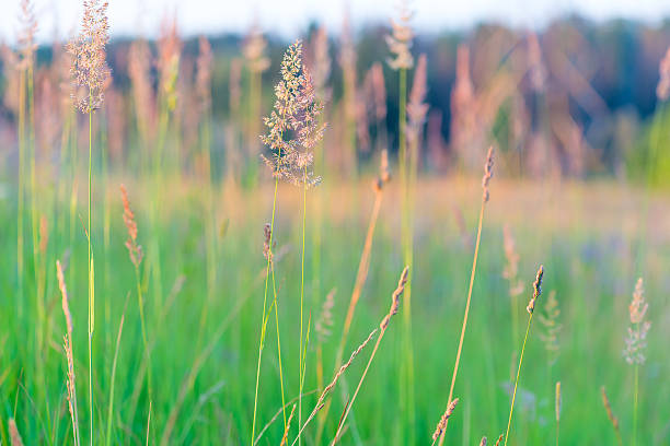 istock beautiful field with blooming grass 507818681