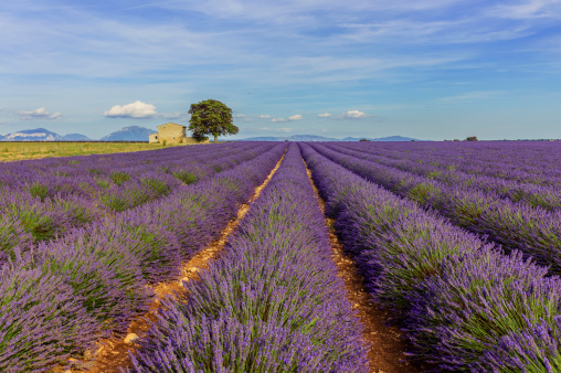 Lavender field in the plateau Valensole