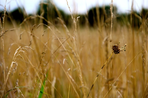 Sun-lit wheat grass growing wild in an open field on a summer day in Virginia.