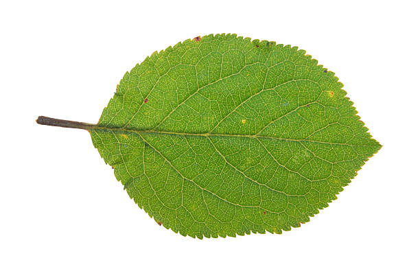 istock Green leaf of plum isolated on white 507819841