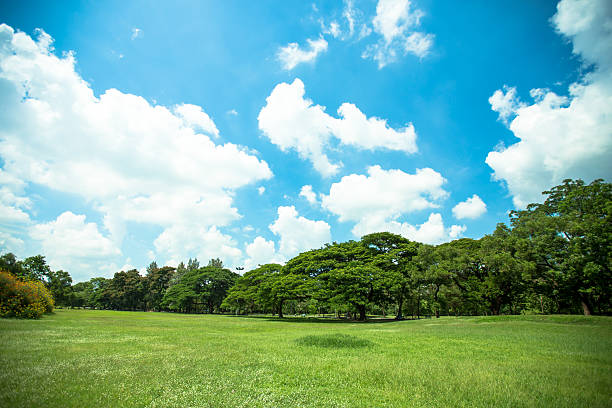 istock big trees, green grass lawn 507819911