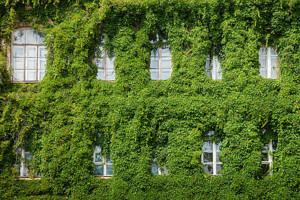 istock windows on home wall covered with leaves 507820025