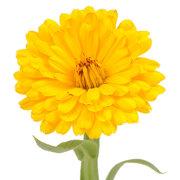 istock Yellow Double Calendula Flower on White Background 507820075