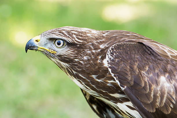 istock Close up of a Golden eagle (Aquila chrysaetos) 507820103
