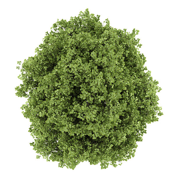 istock top view of small-leaved lime tree isolated on white background 507820121