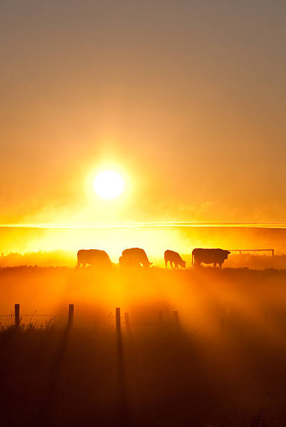 silhouette von rind zu fuß über die pläne im sonnenuntergang - heat haze fotos stock-fotos und bilder