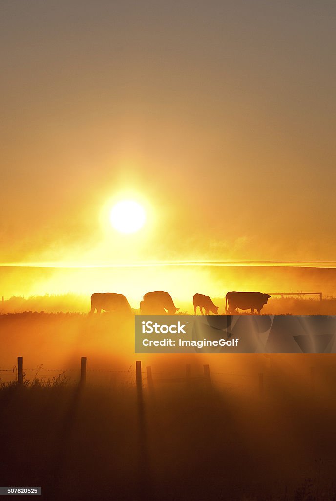 silhouette of cattle walking across the plans in sunset Sunset Stock Photo