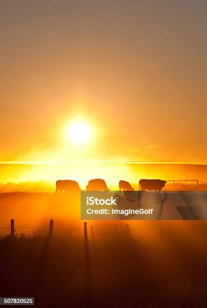 Silhouette Of Cattle Walking Across The Plans In Sunset Stock Photo - Download Image Now