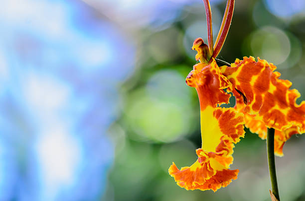 Bird of Paradise blossom and large leaves in rainforest