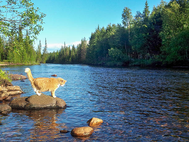 Norwegische Waldkatze, Cat in the Forest stock photo