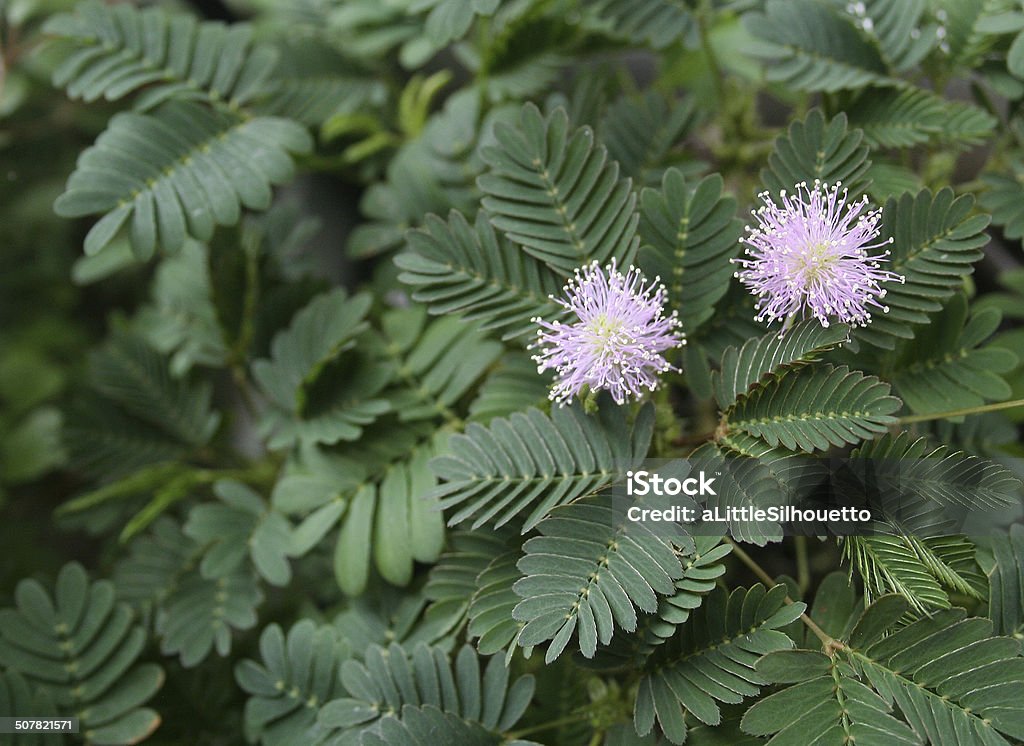 Mimosa in bloom Flower head of Mimosa pudica Sensitive Plant Stock Photo