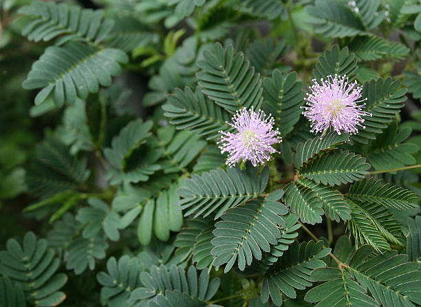 Mimosa in bloom Flower head of Mimosa pudica sensitive plant stock pictures, royalty-free photos & images