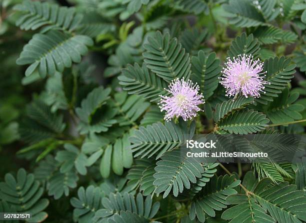 Mimosa In Bloom Stock Photo - Download Image Now - Sensitive Plant, Acacia Tree, Blossom