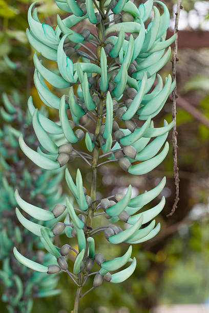 istock Emerald creeper flower close up 507822181