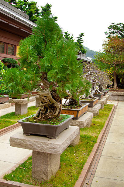 Garden with pine tree niwaki near the house. Tree with dense needles and branches. High quality photo