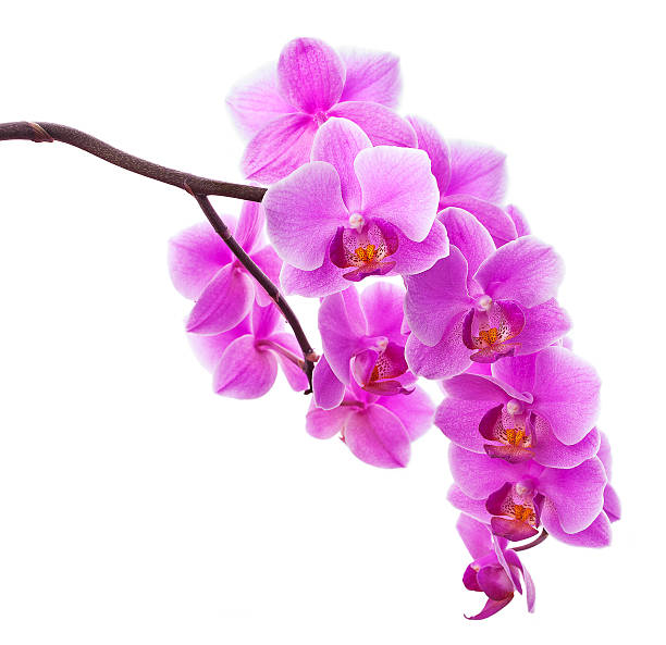 istock pink orchid flowers isolated on white 507823161