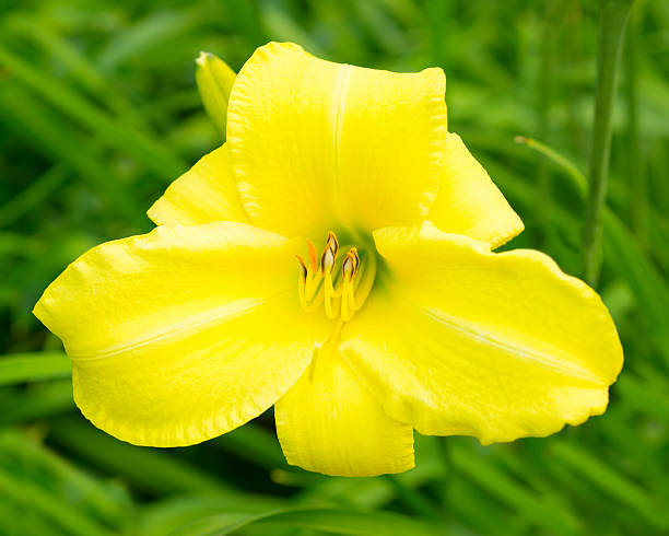 istock Yellow lily flower 507823211