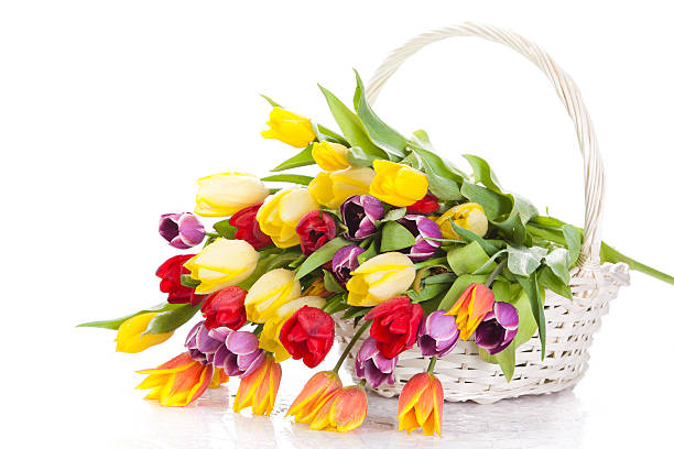 istock Basket of  Tulips isolated on white background. 507823339