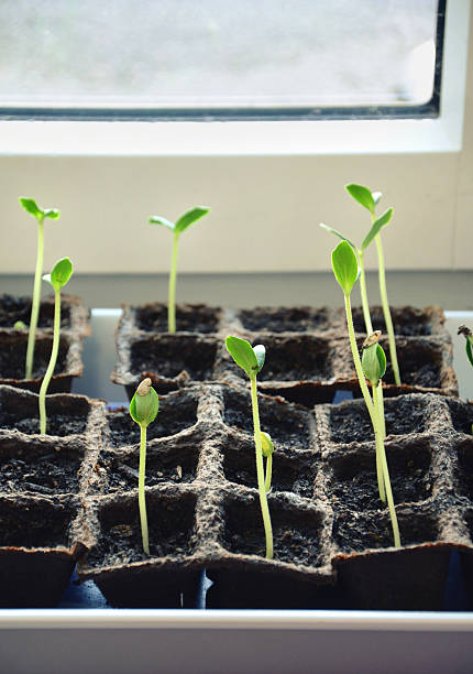 istock Sprouts growing out in pots for planting outside 507831328