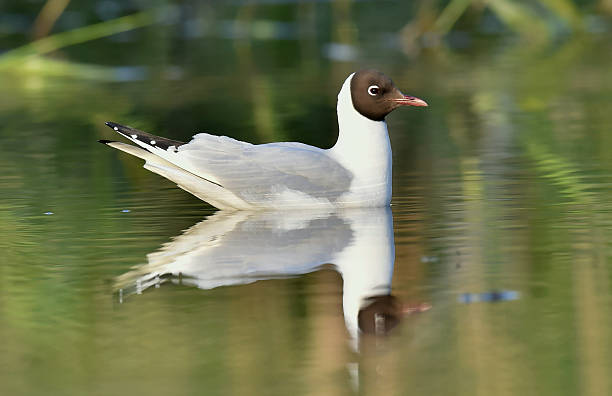 negro cabezal de gaviota sentado en el agua - common black headed gull fotografías e imágenes de stock