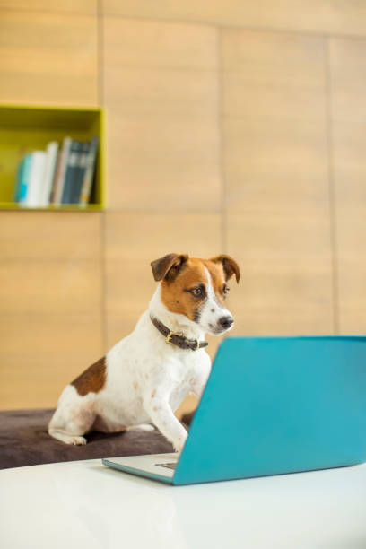 istock Dog working on laptop in office 507832081