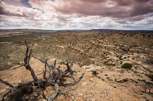 a fallen juniper tree and a desert badlands landscape.  horizontal wide angle composition taken in gallup, new mexico.