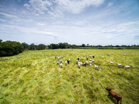 Cattle on the Brazilian farm