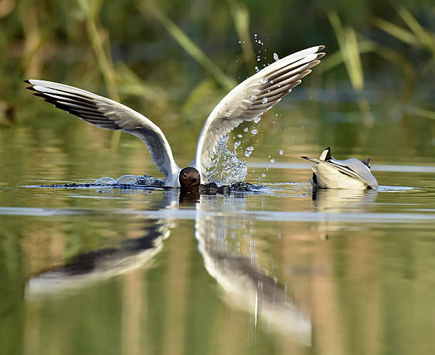 negro gaviota de cabeza abajo de estar en el agua - common black headed gull fotografías e imágenes de stock