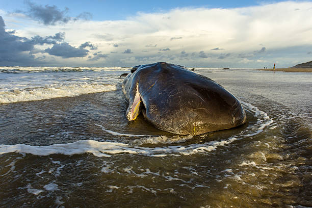 stranded sperm whale a stranded sperm whale has died on a beach on the island of texel, the netherlands sperm whale stock pictures, royalty-free photos & images