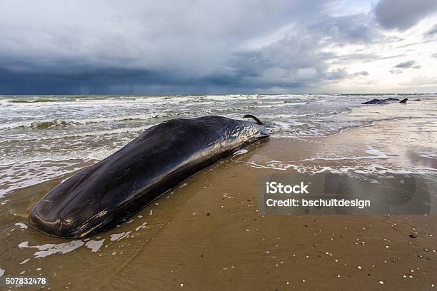 Dead Sperm Whales On A Beach Stock Photo - Download Image Now - Stranded, Sperm Whale, Animal