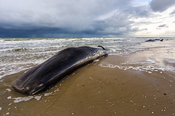 mortos cachalotes na praia - whale sperm whale beached dead animal - fotografias e filmes do acervo