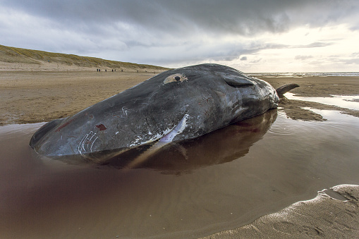 a stranded sperm whale has died on a beach on the island of texel, the netherlands