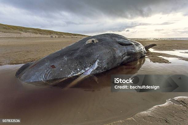Stranded Sperm Whale Stock Photo - Download Image Now - Beach, Netherlands, Dead