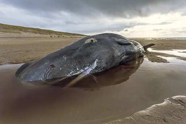 a stranded sperm whale has died on a beach on the island of texel, the netherlands