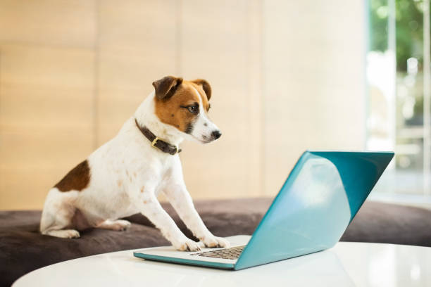 istock Dog working on laptop in office 507832859
