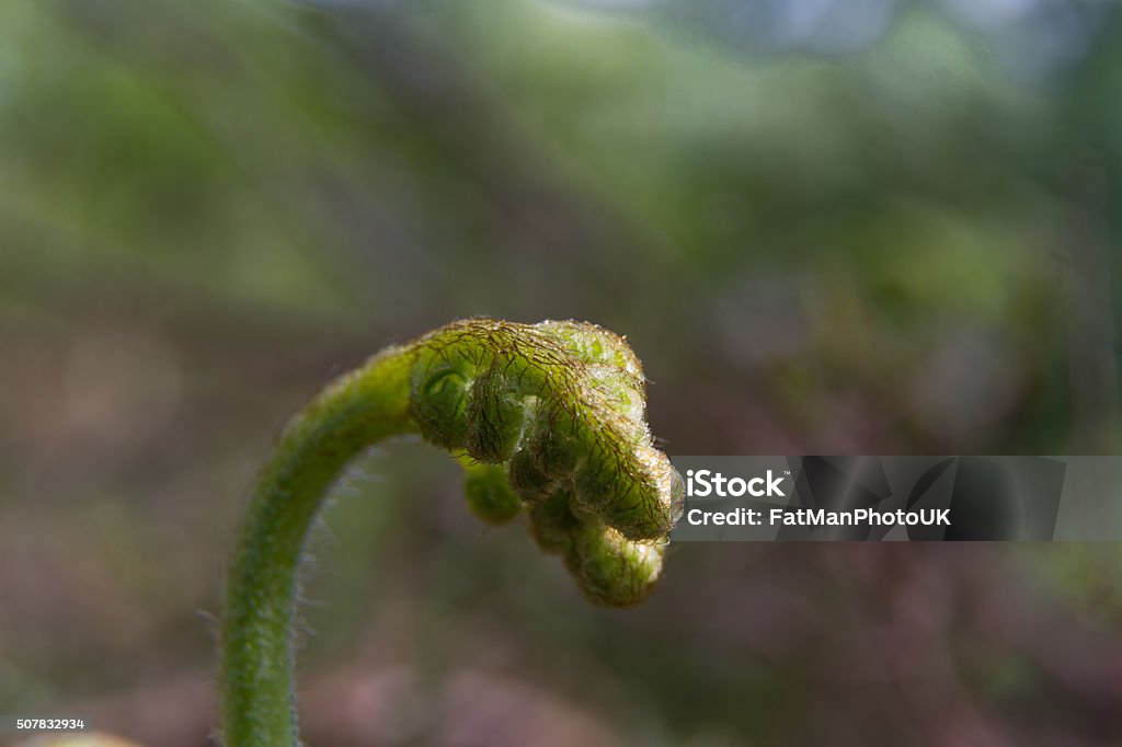 Young small Broad buckler fern, Dryopteris dilatata. Immature Broad buckler fern, Dryopteris dilatata, newly emerged on forest floor. Botany Stock Photo