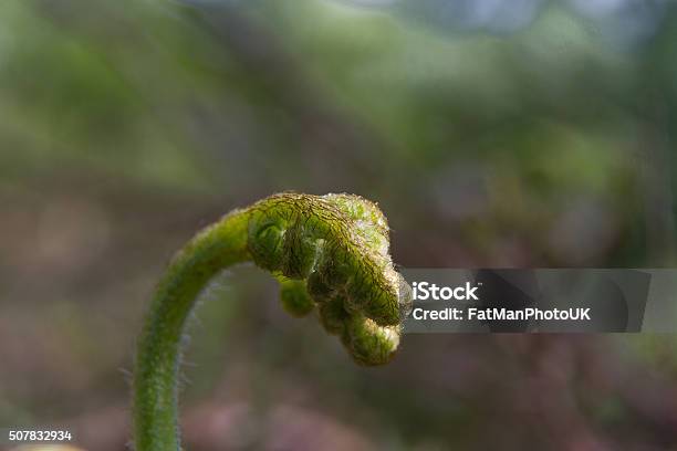 Young Small Broad Buckler Fern Dryopteris Dilatata Stock Photo - Download Image Now