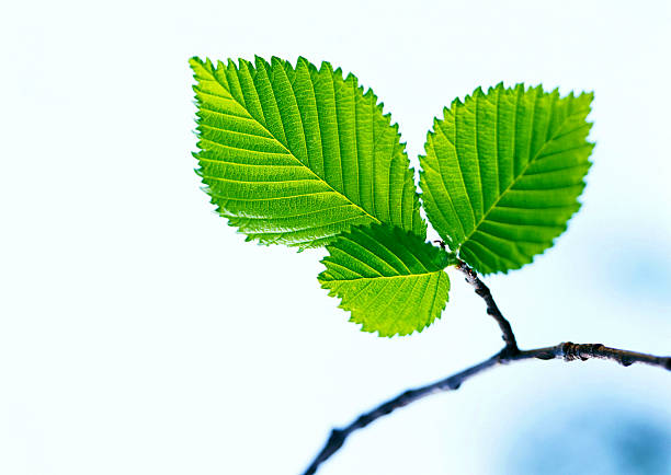 green spring  leaves New life in spring ,green leaf beech tree photos stock pictures, royalty-free photos & images