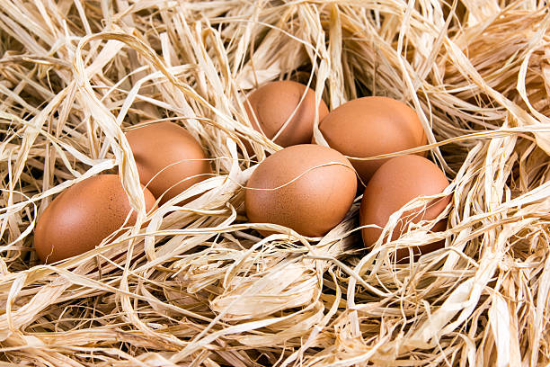 新鮮なオーガニックチキンブラウンのストローの卵 - agriculture brown burlap cholesterol ストッ�クフォトと画像