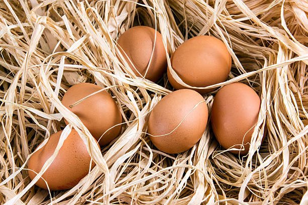 uova di pollo fresco marrone su paglia naturale - agriculture brown burlap cholesterol foto e immagini stock