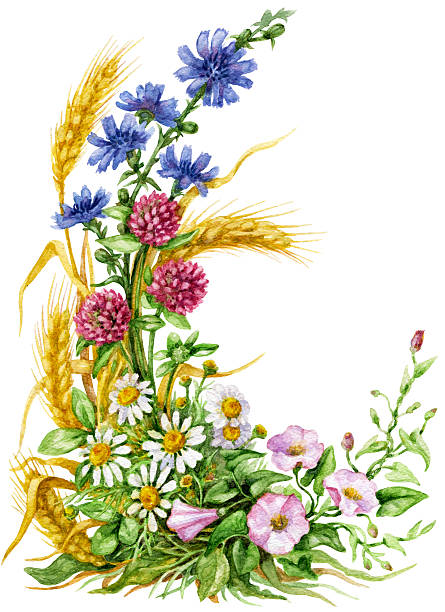 полевые цветы букет - chamomile entertainment nature leaf stock illustrations