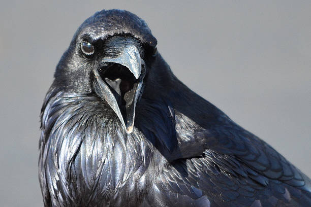 raven - petrified forest national park - fotografias e filmes do acervo