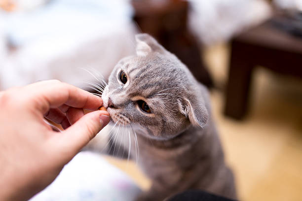 istock Scottish fold eating cat food 507839832