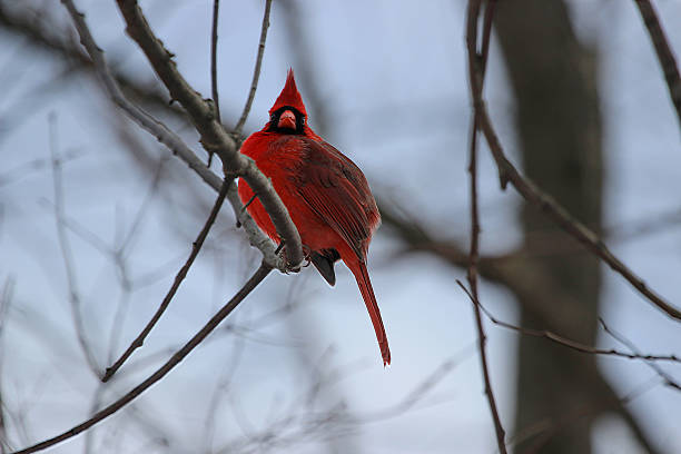 istock Male Cardinal Perched on Tree Limb in Kentucky 507840066