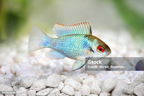 German Electric Blue Ram Dwarf Cichlid Mikrogeophagus Ramirezi Aquarium Fish Stock Photo - Download Image Now