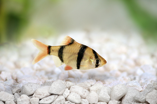 Tiger barb or Sumatra barb Puntius tetrazona tropical aquarium fish isolated